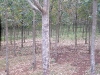 dscf4740-medium