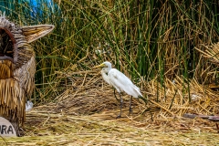 IMG_4585